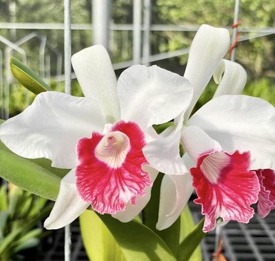 Cattleya (Laelia) purpurata var carnea x sib