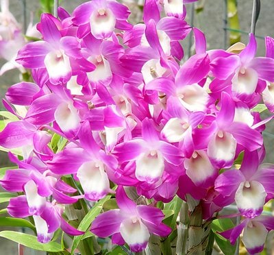Den.Hamana Lake lake "dream"