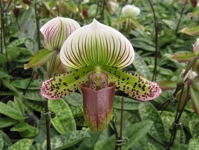 Paph.spicerianum x Yi-Ying Morning Sun'NA'