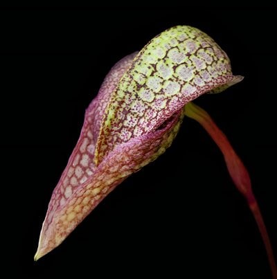 Bulb. arfakianum  x (Bulb. Taiwan Cicad x Bulb. arfakianum)