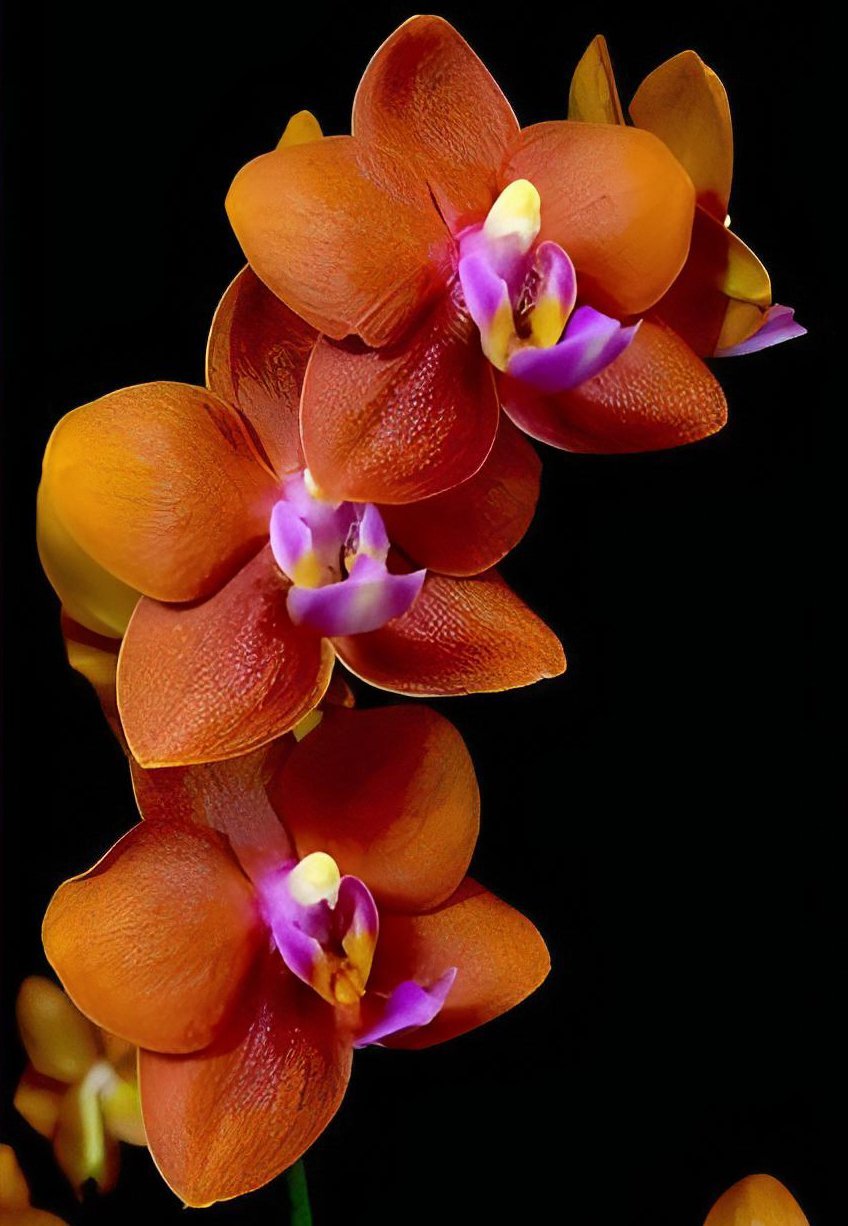 phal.violacea var indigo  x (Happy Fan Sir x Tying Shin Golden Eagle) 2