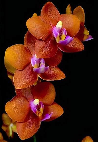 phal.violacea var indigo  x (Happy Fan Sir x Tying Shin Golden Eagle)