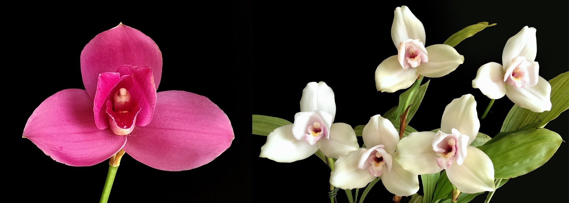 Lyc. Yi-Ying Sakura X  Lyc.Kiama'No 13' 3