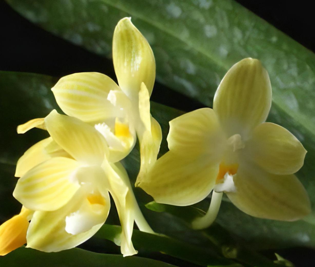 Phal.lueddemanniana x (Phal.micholitzii X Phal. javanica) 2
