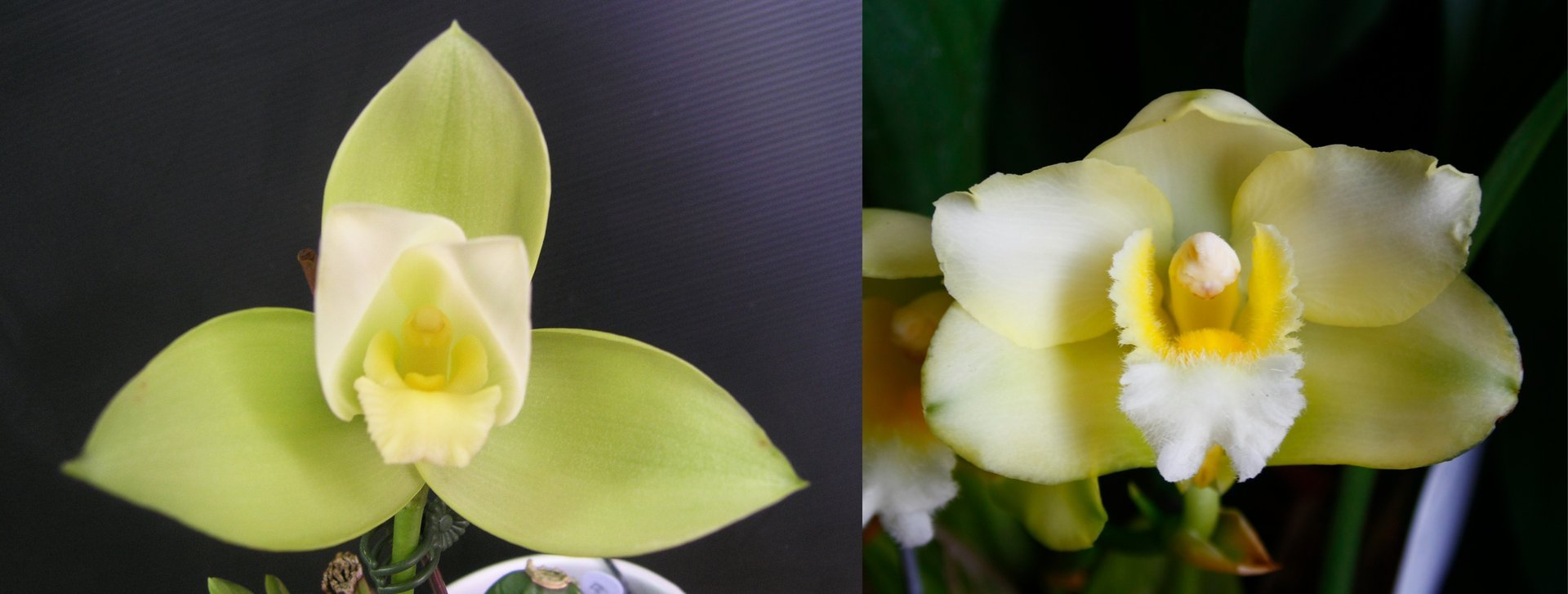 (Lyc.Gayser Gold x Shonan Harmony) X  Bifrenaria harrisoniae var. alba 3