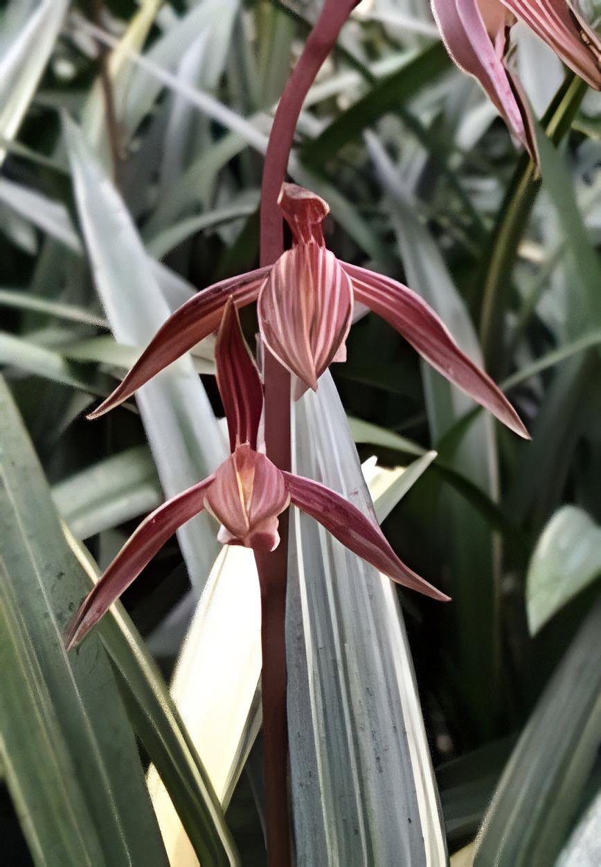 Cymbidium sinense”Wan Dai Fu”