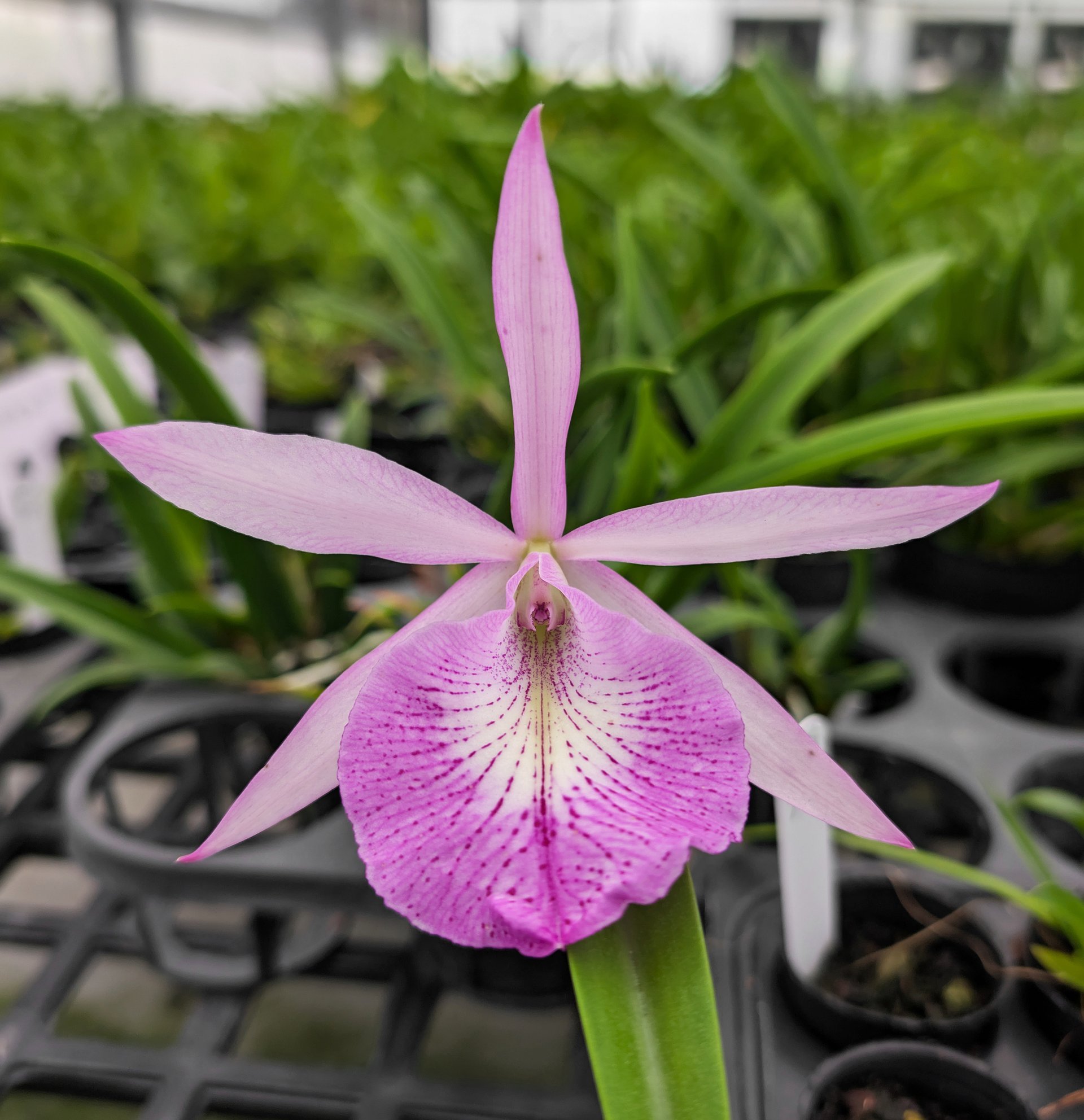 Bl.Morning Glory x nodosa
