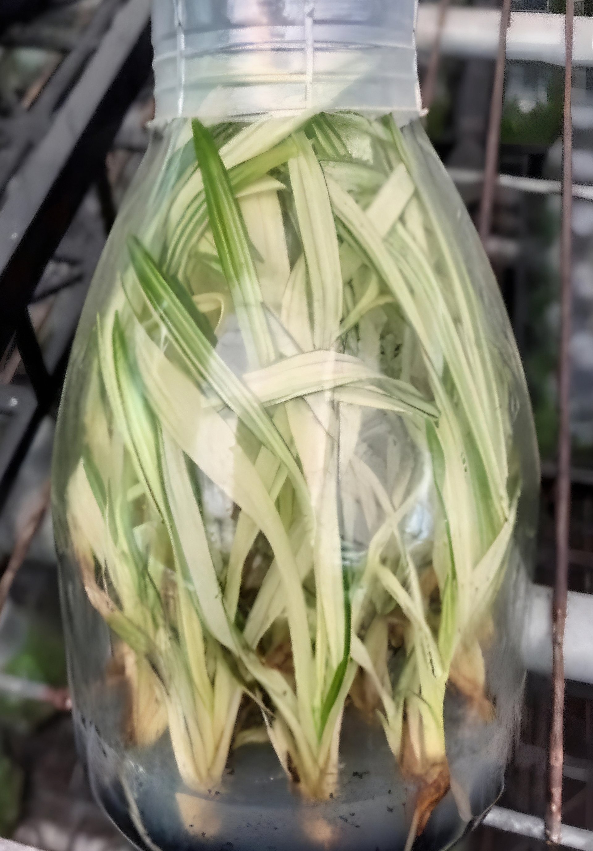 Cym.Mystique'Yi-Ying Princess'  (heavy variegated) 2