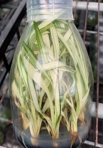 Cym.Mystique'Yi-Ying Princess'  (heavy variegated)