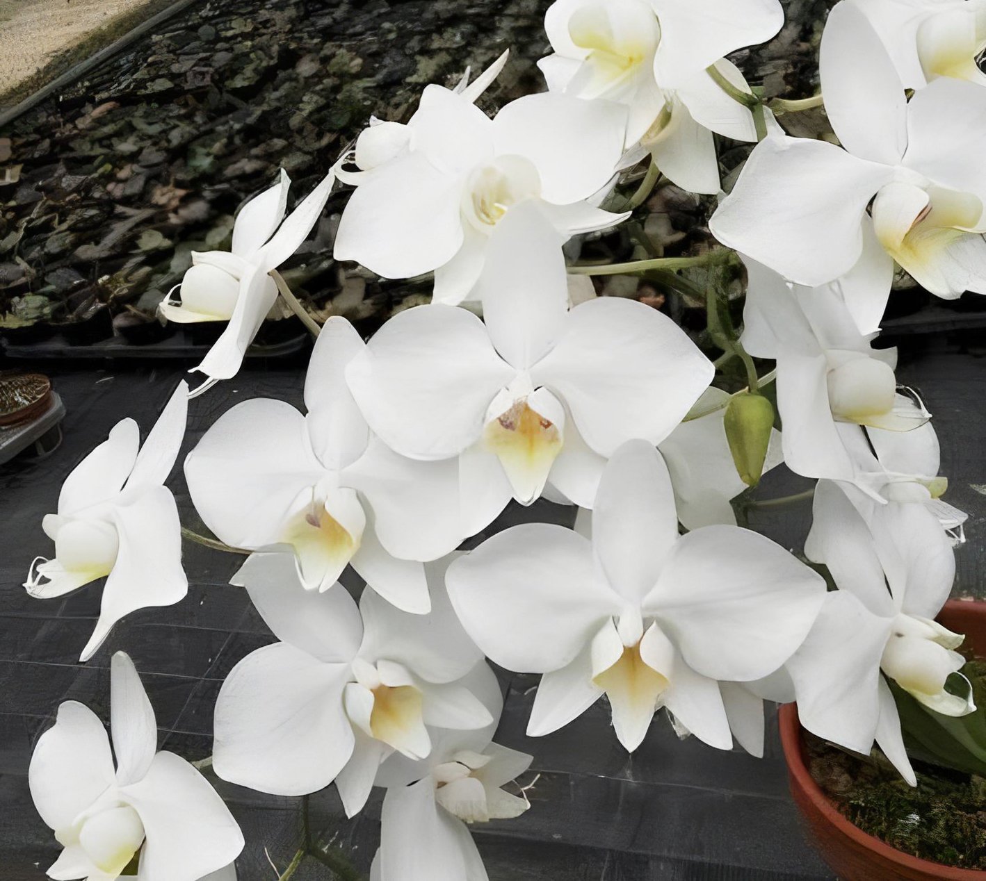 Phal.amabilis'Tai Wu' var. formosana