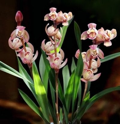 Cymbidium ensifolium"Jin He" x sib