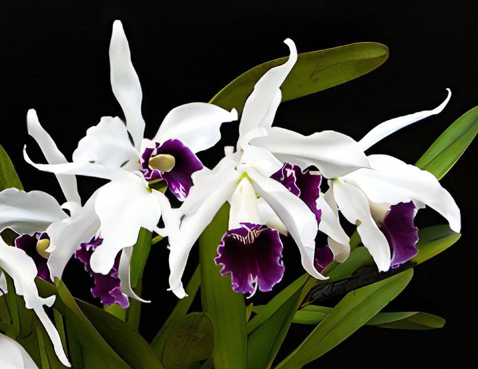 L. purpurata var. werkhauseri x sib