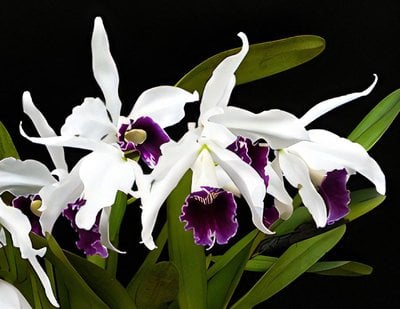 L. purpurata var. werkhauseri x sib