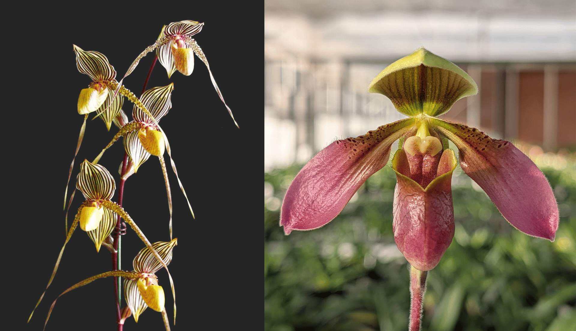 Paph.Saint Swithin  x Paph.appletonianum 3