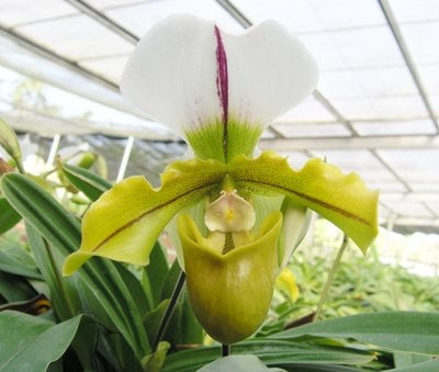 Paph.Yi-Ying Twinkling Stars X spicerianum'big'