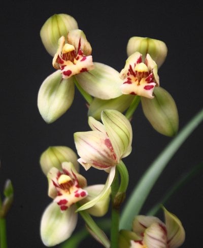 Cymbidium ensifolium'Jyun He'  X Cymbidium ensifolium"Violet"