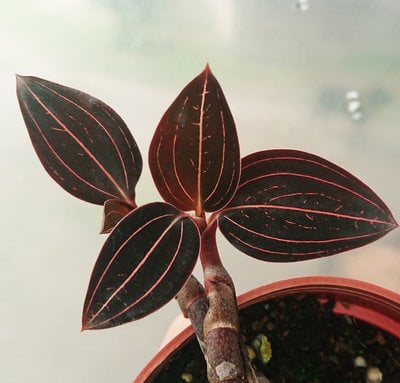 Ludisia discolor x self