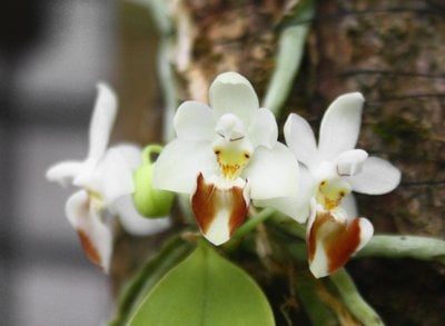 Phal.lobbii