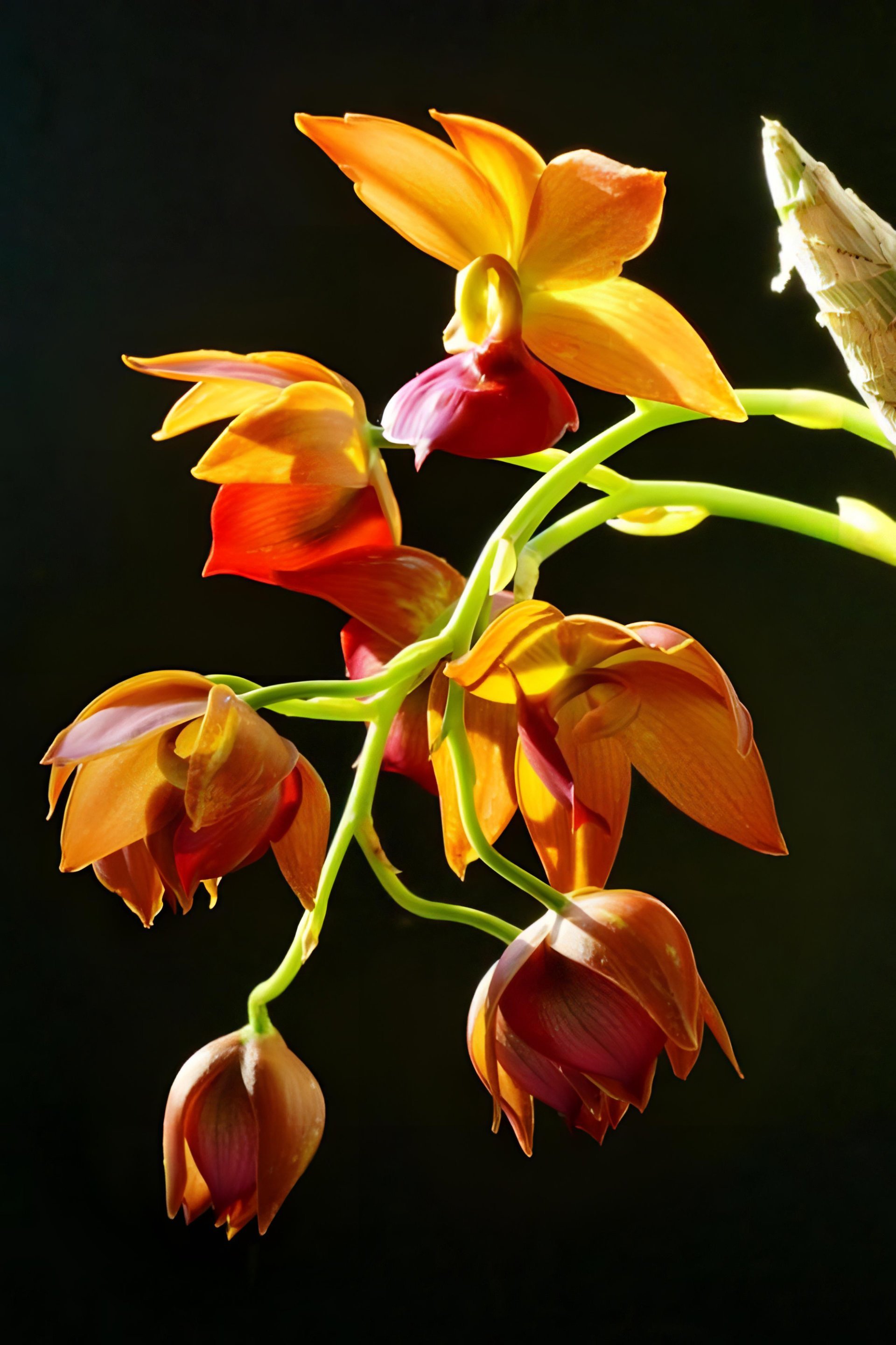 Cyc.Taiwan Gold Orange 2