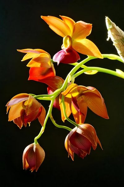 Cyc.Taiwan Gold Orange