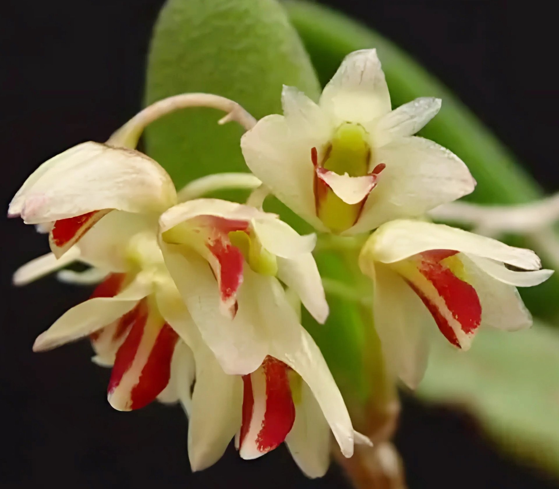 Dendrobium rigidum