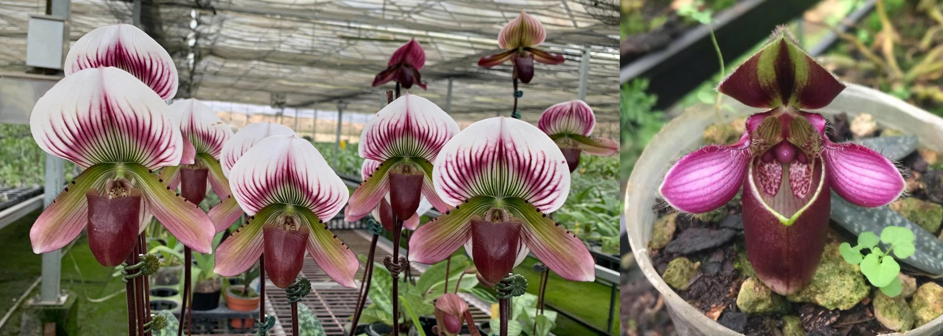 Paph.Ra-ming Lanna(Paph.callosum x Paph.rungsuriyanum) 3