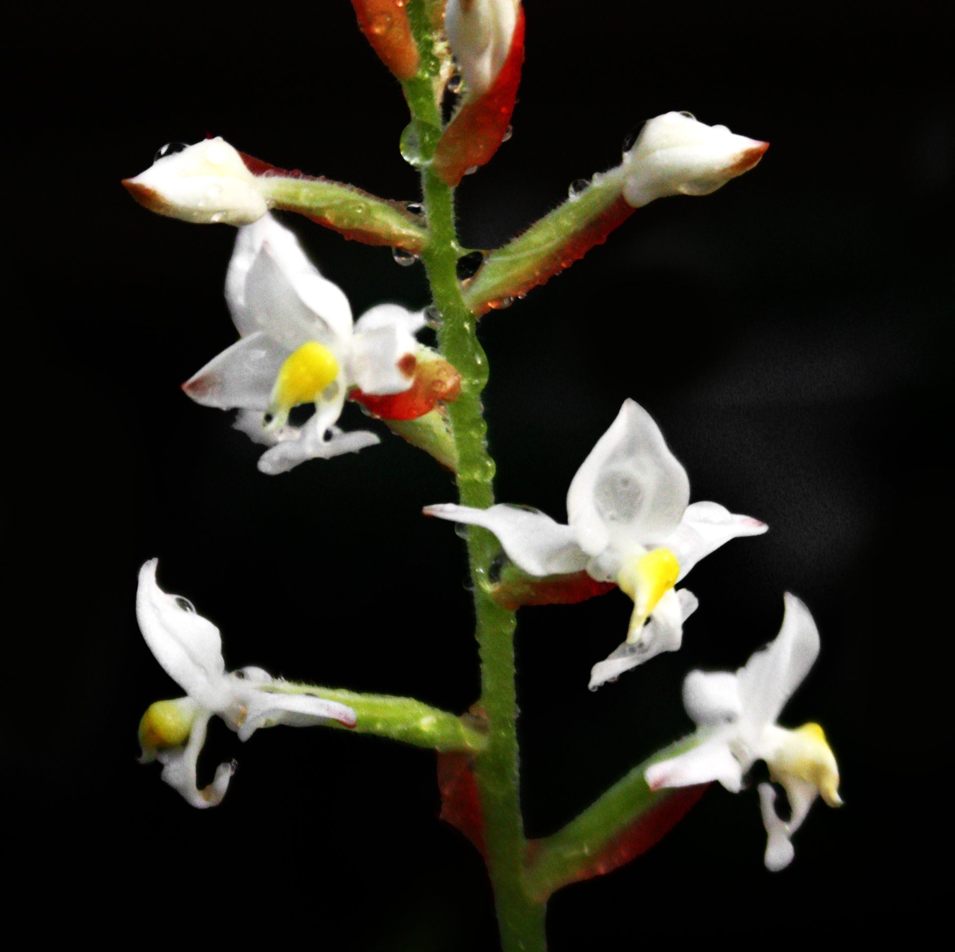 Ludisia discolor 'super veination'  2