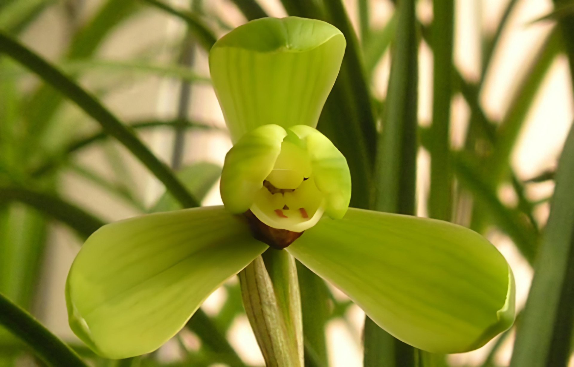 Cymbidium goeringii " Wang Word"