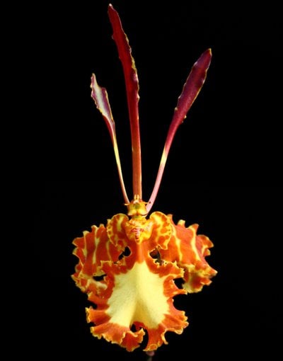 Psychopsis Mariposa