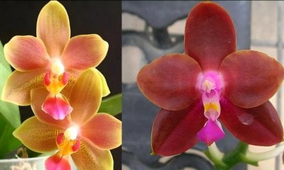 Phal. Tzu Chiang Balm 'C #1'  x Phal. Yaphon Badperson 'Peter #2'