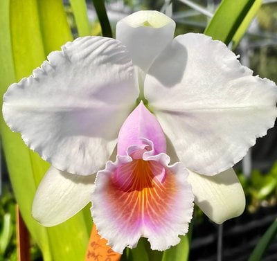 Cattleya quadricolor x sib (semi/alba)