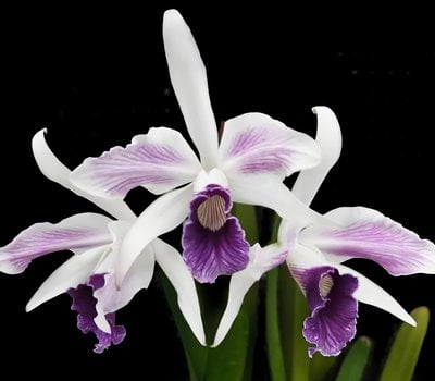 Cattleya purpurata f schusteriana x  werkhauseri