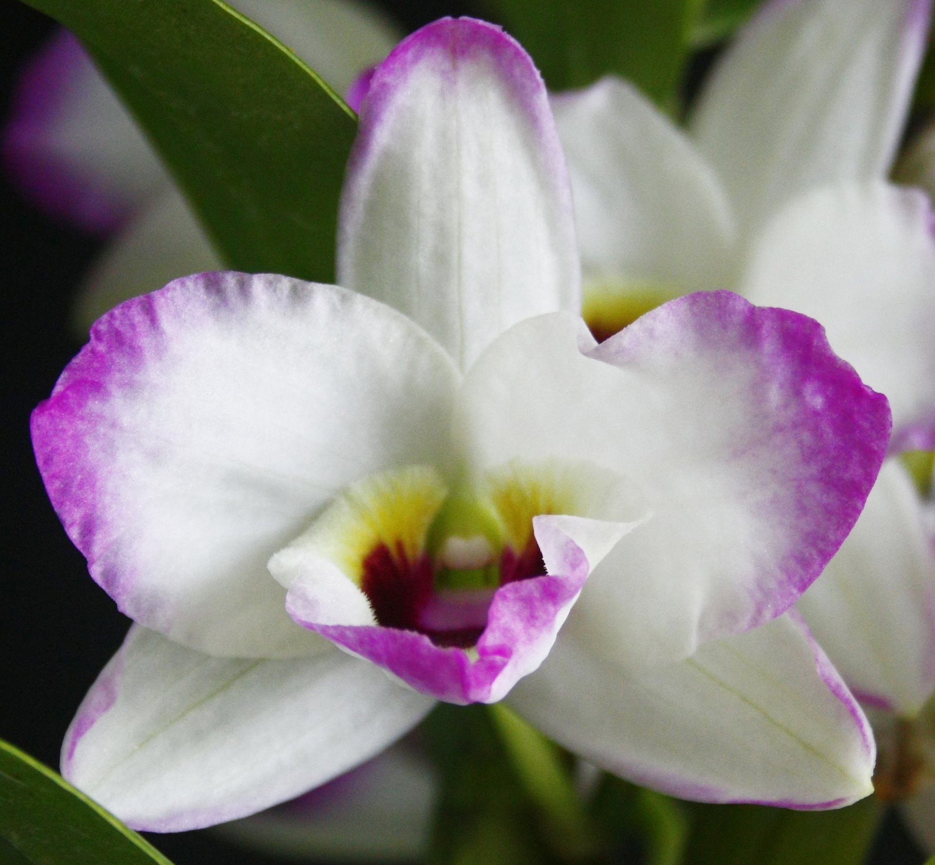 Den.Love Memory"Fizz"(Meri clone)