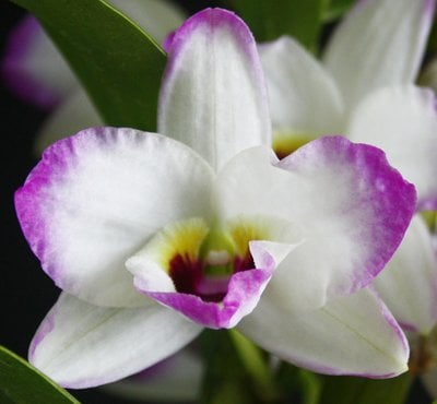 Den.Love Memory"Fizz"(Meri clone)