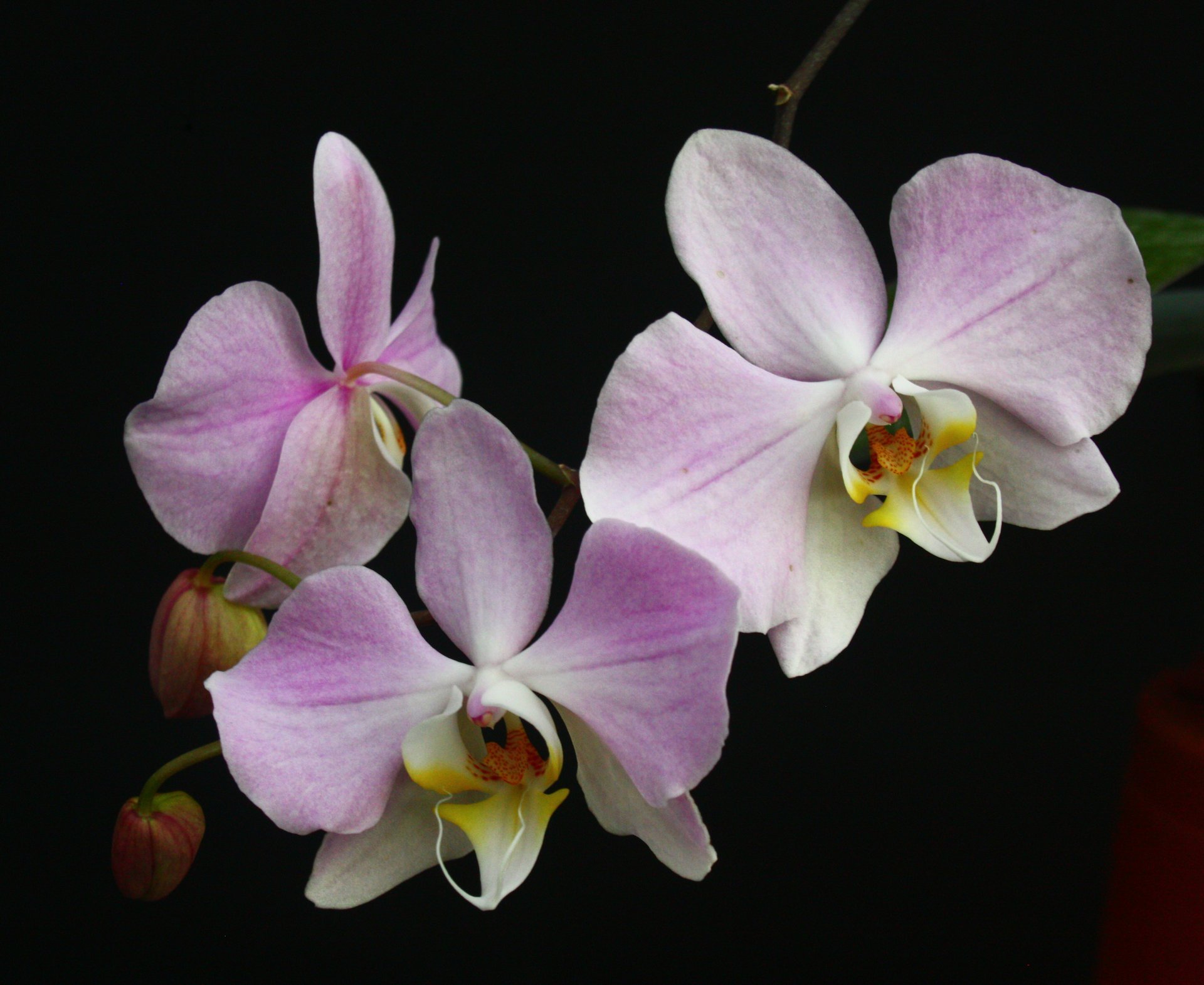 Phal.sanderiana x sib