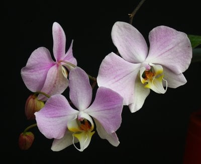Phal.sanderiana x sib