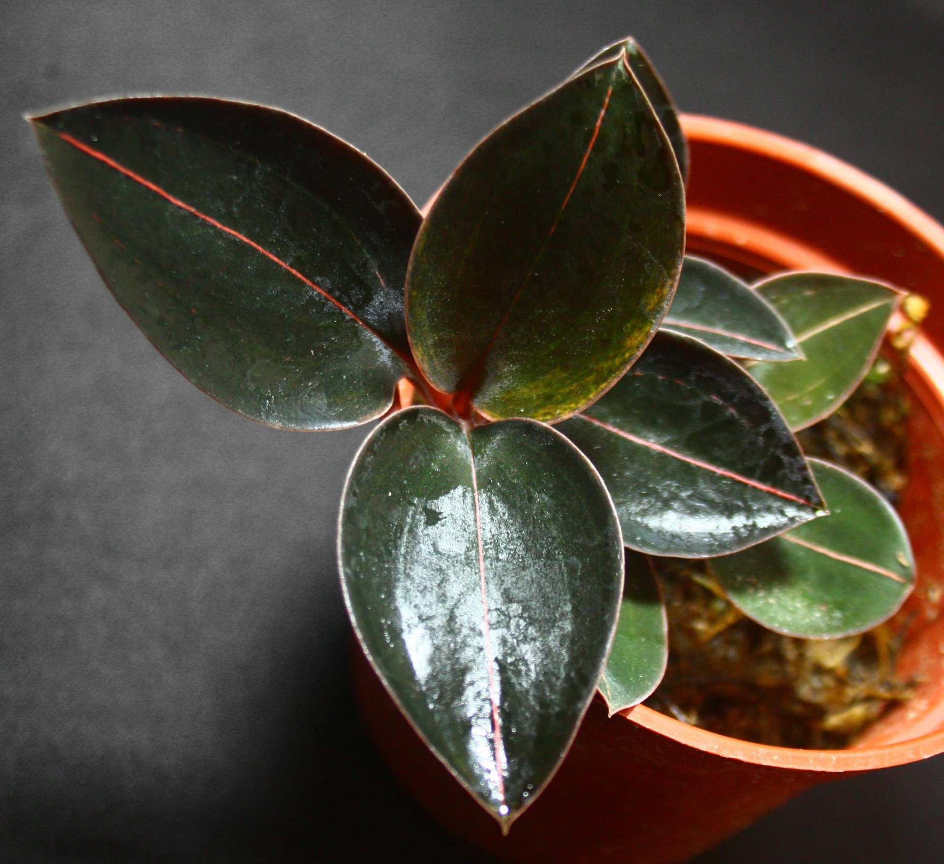 Ludisia discolor x self