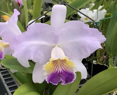 C. lueddemanniana fma. coerulea flamea x coerulea (‘Blue Magic’ x ‘KS’)