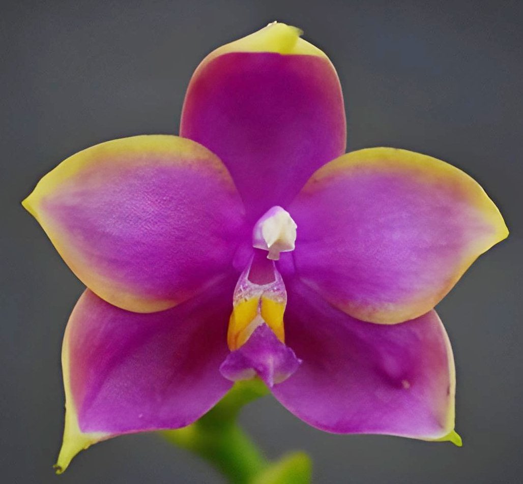 Phal.(Summer Dance Queen x Miro Be Queen)