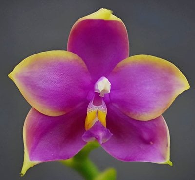 Phal.(Summer Dance Queen x Miro Be Queen)