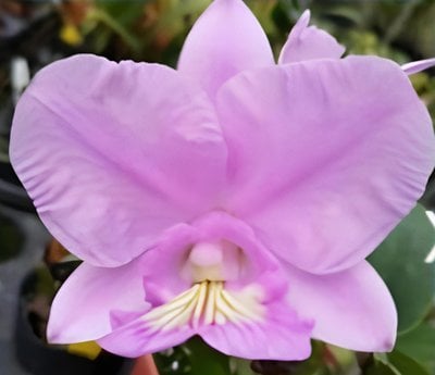 C.nobilior x sib