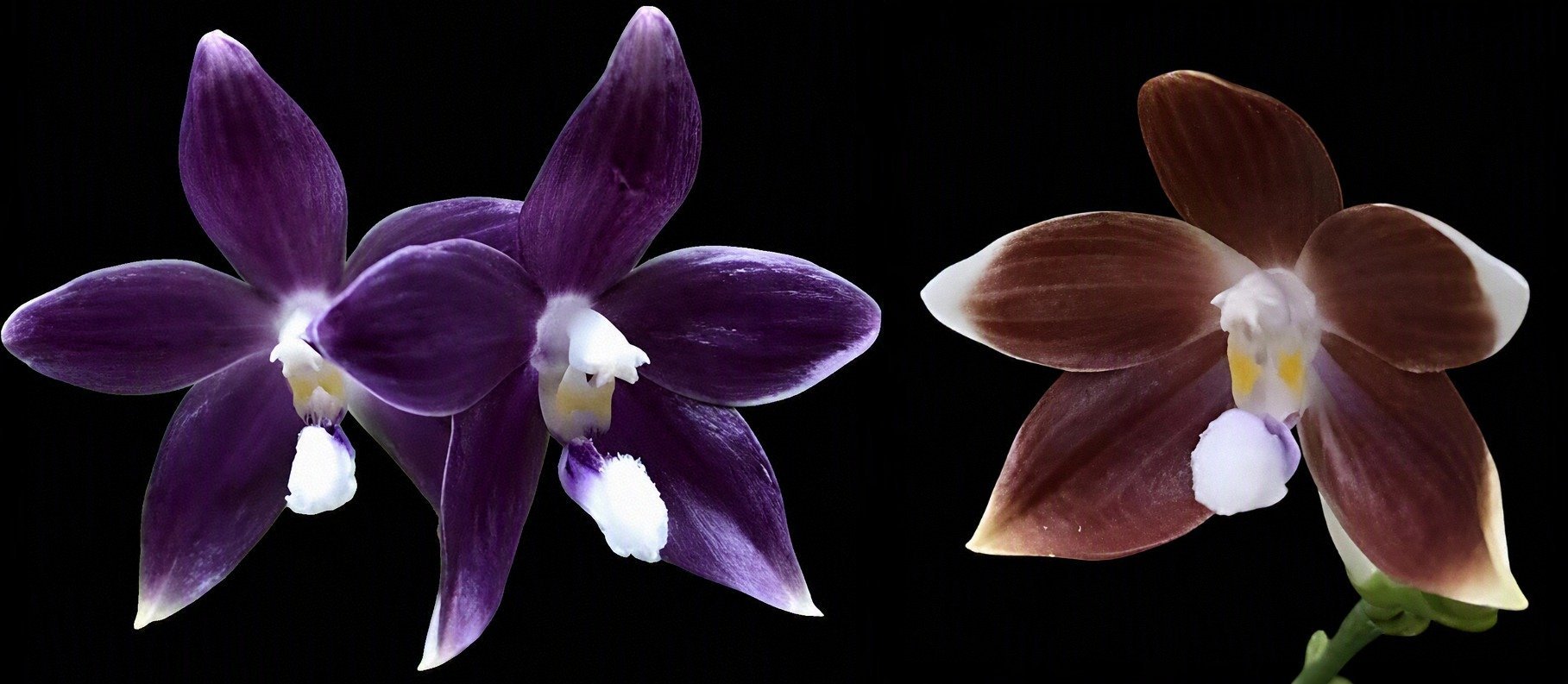 Phal. speciosa  'Blue' x 'deep brown' 3
