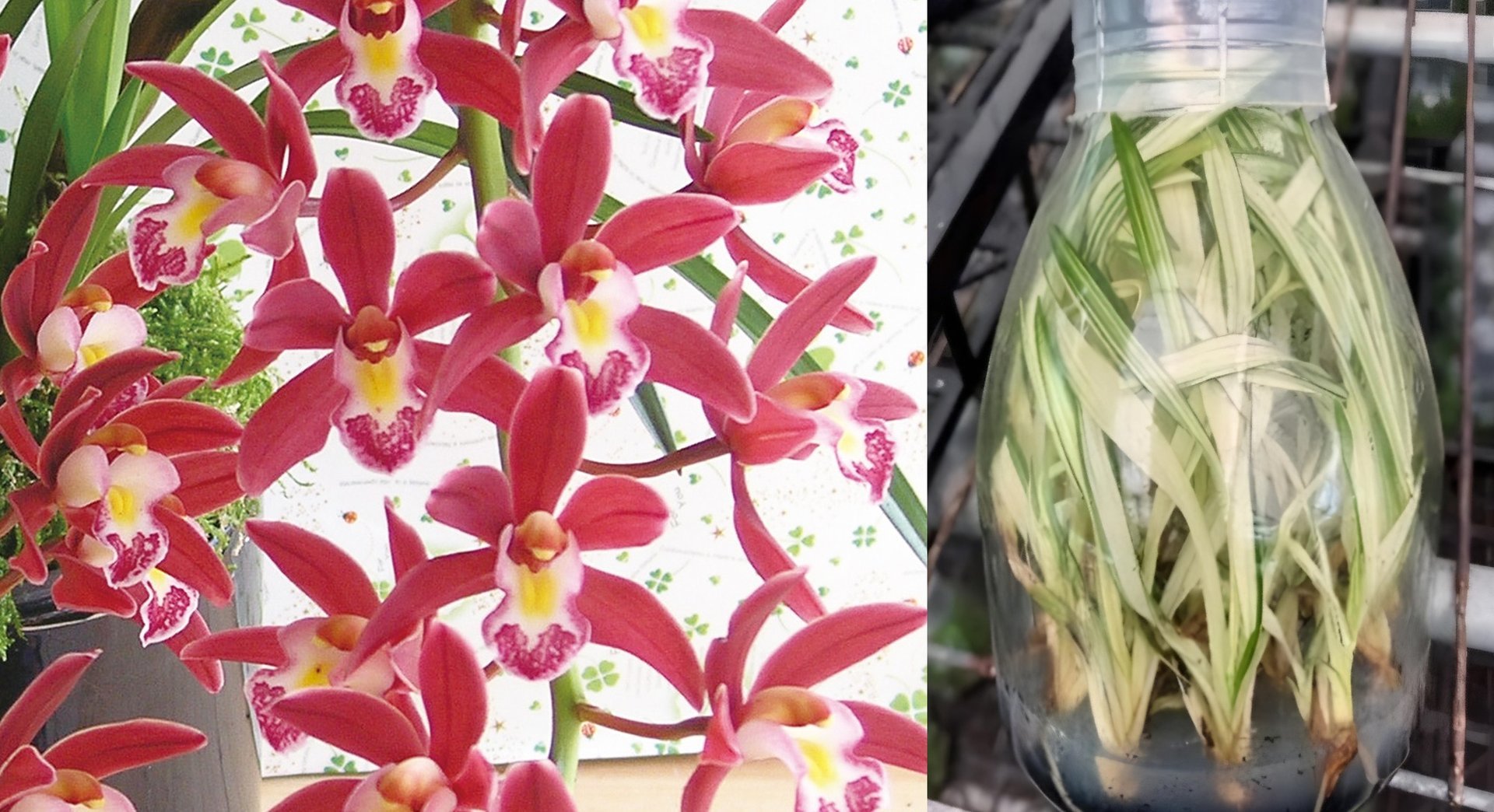 Cym.Mystique'Yi-Ying Princess'  (heavy variegated) 3