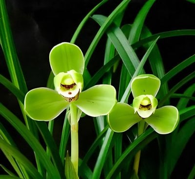 Cymbidium goeringii cv. 'Song Mei'  