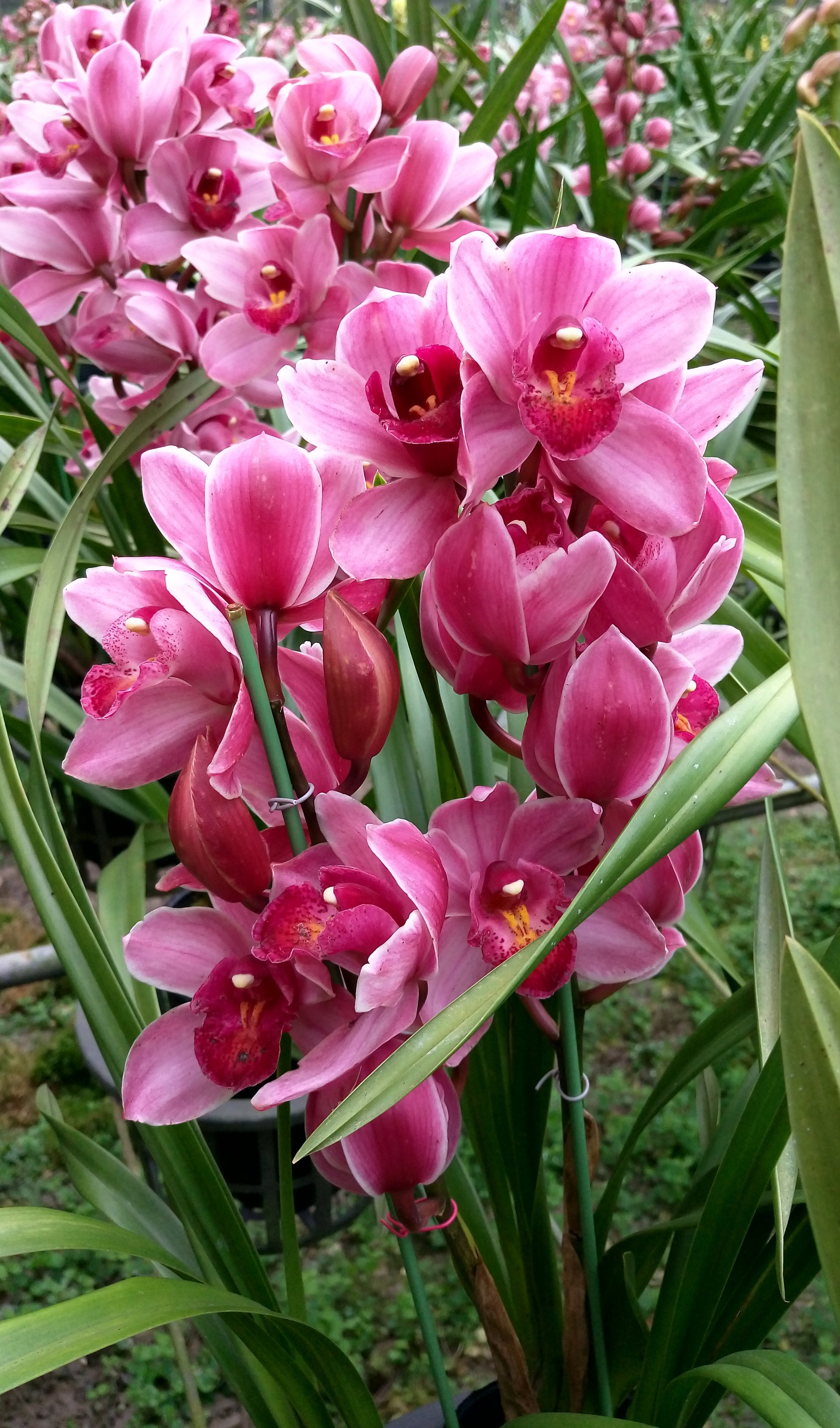 Lucky Rainbow'lapine ponee' 2