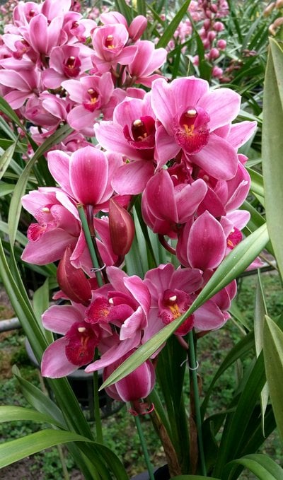 Lucky Rainbow'lapine ponee'