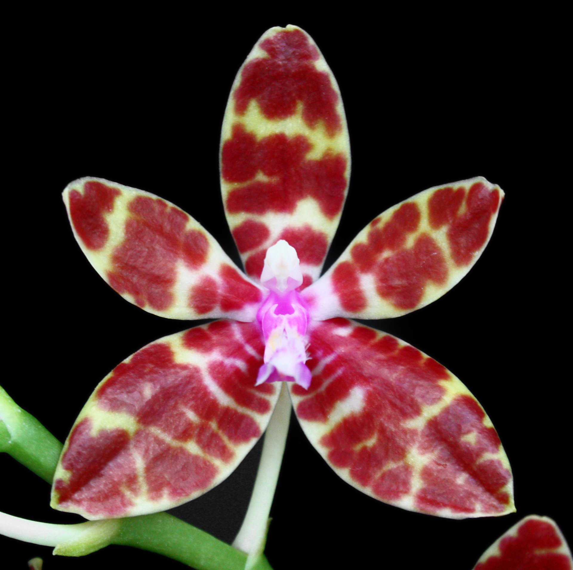 Phalaenopsis bastiani x sib