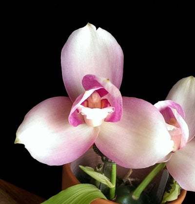Lyc. Jean Tolliday Kendolie X Bifrenaria tyrianthina