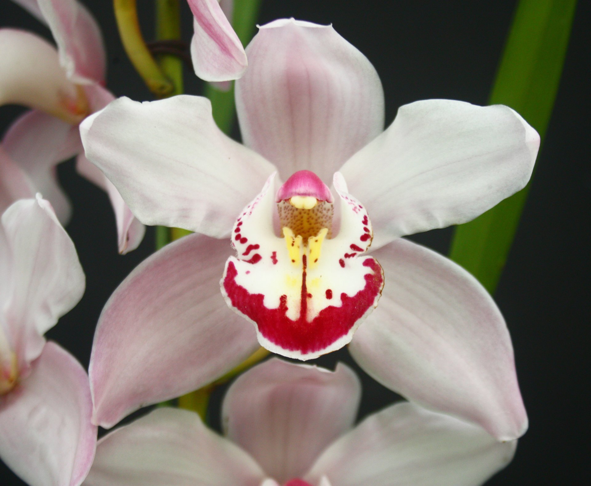 Cymbidium sp"pink" (MC)