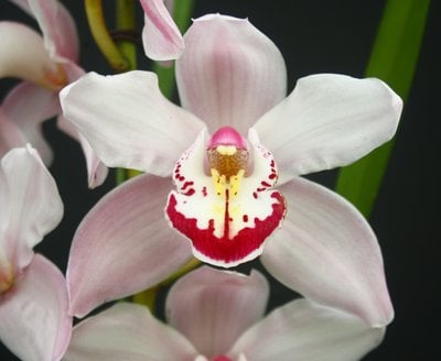 Cymbidium sp"pink" (MC)